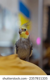 Beautiful photo of a bird. Ornithology.Funny parrot.Cockatiel parrot.
				Home pet yellow bird.Beautiful feathers.Love for animals.Cute cockatiel.Home pet parrot.A bird with a crest.Natural color.
				memes.