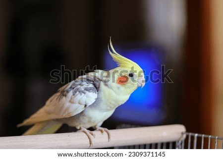 Beautiful photo of a bird. Ornithology.Funny parrot.Cockatiel parrot.
Home pet yellow bird.Beautiful feathers.Love for animals.Cute cockatiel.Home pet parrot.A bird with a crest.Natural color.Birdie. Stock photo © 