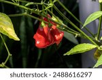 A beautiful photo of bishop crown chilli Peppers growing in my garden in Northern israel