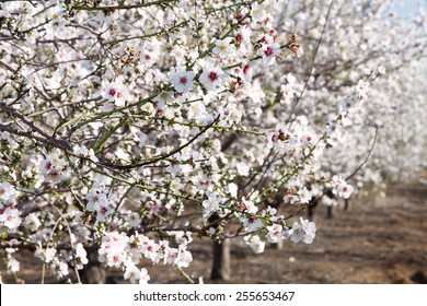 Beautiful photo of blooming almond trees.