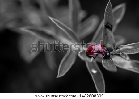 Beautiful photo with blurred background for screensaver, presintation or advertising.