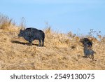 A beautiful photo of Buffalo statues on a hill  at Ein-Afek nature reserve in northern israel
