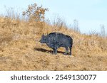 A beautiful photo of Buffalo statues on a hill  at Ein-Afek nature reserve in northern israel
