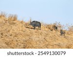 A beautiful photo of Buffalo statues on a hill  at Ein-Afek nature reserve in northern israel
