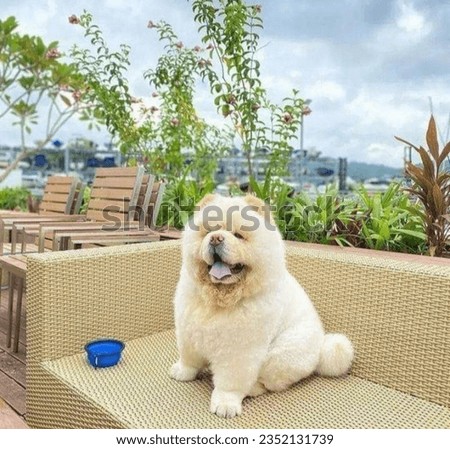 beautiful photo of chow chow dog relaxing Сток-фото © 