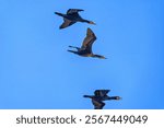 a beautiful photo of cormorants flying  over the local naure reserve in northern israel 