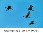 a beautiful photo of cormorants flying  over the local naure reserve in northern israel 