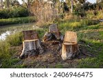 a beautiful photo of eucalyptus tree trunks  at the local nature reserve
