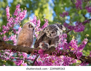 beautiful photo of a great horned owl in natural envionment - Powered by Shutterstock