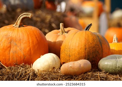 A beautiful photo of a large rich harvest of pumpkins of different types, colors and sizes, which lie on dry grass and hay. The blurred background complements the autumn composition. - Powered by Shutterstock