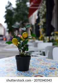 Beautiful Photo Of Meyer Lemon Plant 