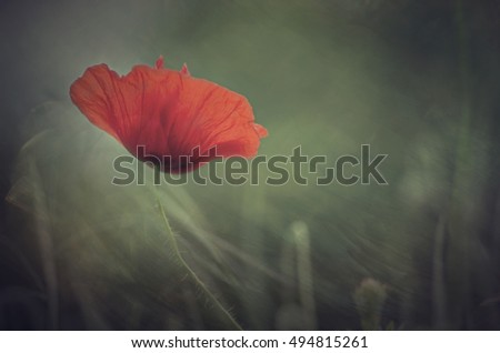 Similar – Hand touching a red poppy