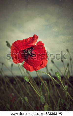 Beautiful photo of poppy in bloom in the wind and rain