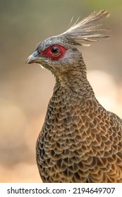 Beautiful Photo Of A Red Eye Pheasant 