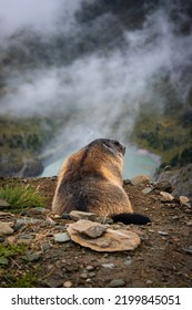 Beautiful Photo Of A Relaxing Groundhog. Cute Groundhog Looking At Grossglockner. View Of The Landscape. 
Groundhog With Fluffy Fur Sitting On A Meadow.
Close Up