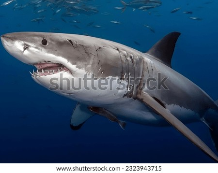 a beautiful photo to shark in the sea