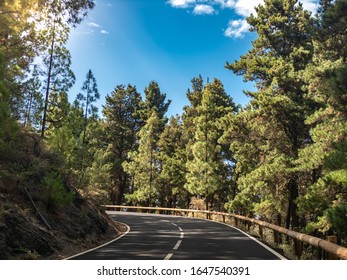 Beautiful Photo Of Sharp Road Turn In Pine Forest At Mountains