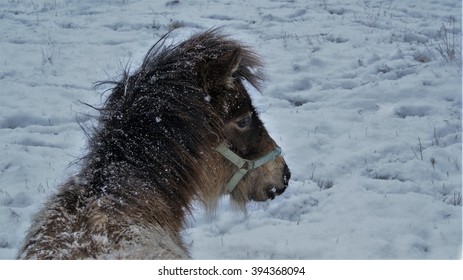 A Beautiful Photo Showing A Miniature Horse In The Snow