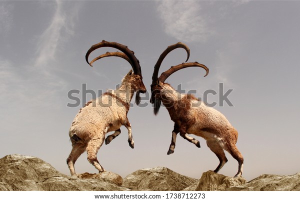 Suchen Sie Nach Ein Schones Foto Von Zwei Bergziegen Stockbildern In Hd Und Millionen Weiteren Lizenzfreien Stockfotos Illustrationen Und Vektorgrafiken In Der Shutterstock Kollektion Jeden Tag Werden Tausende Neue Hochwertige Bilder Hinzugefugt