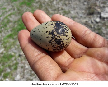 Beautiful Photo Of A White Duck Egg In The Forests 