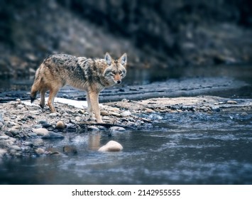 Beautiful photo of a wild coyote out in nature - Powered by Shutterstock
