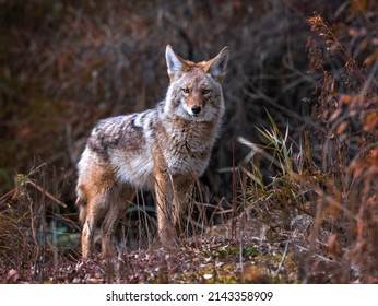 Beautiful photo of a wild coyote out in nature - Shutterstock ID 2143358909