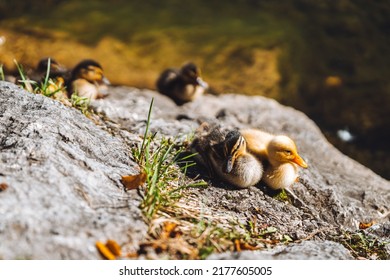 Beautiful photo of Wild Duck Cubs