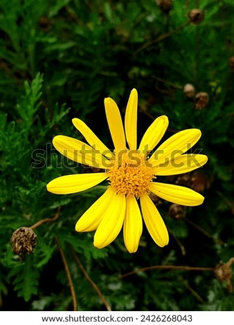 A beautiful Photo of a Yellow Margarita Flower