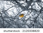 Beautiful photo of yellow smart bird Tomtit in winter on branch, on cooler blurry background. The great titmouse sitting on a dry bush around tree and a standing out in a nature background, in park.