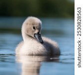 Beautiful photo of a young cygnet on a lake with amazing bokeh. 