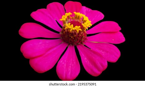 A Beautiful Photo Of Zinnia Flower .suitable For Super Amoled Wallpaper