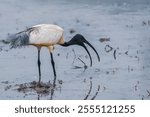 beautiful photograph black billed ibis heron crane beak bill turquoise blue water lake pond marshlands agricultural fields cultivation landscape paddy rice isolated feeding migratory bird india kerala