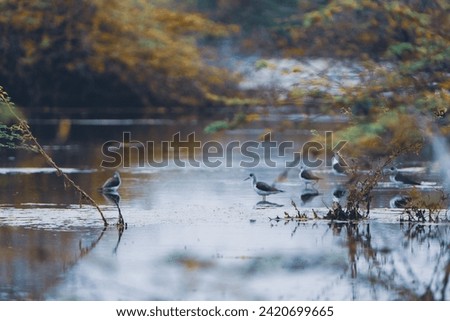 beautiful photograph of black winged stilt birds plover wader wading feeding standing lake marshlands turquoise blue calm waters india tamilnadu swamp wetlands wallpaper background migratory sanctuary