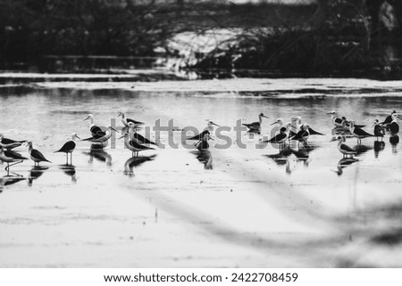 beautiful photograph of black winged stilt migratory ducks birds plover wader lake marshlands turquoise blue calm waters india tamilnadu swamp wetlands wallpaper background sanctuary Sandpipers wading