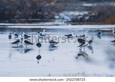beautiful photograph of black winged stilt migratory ducks birds plover wader lake marshlands turquoise blue calm waters india tamilnadu swamp wetlands wallpaper background sanctuary Sandpipers wading