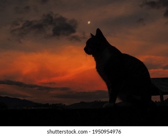 Beautiful photograph of a cat silhouette at sunset. Stunning large image of a cat silhouette at sundown. Wonderful nightfall landscape composed by a black cat, dark clouds, orange sky and full moon