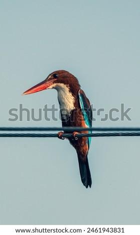 beautiful photograph of cute little white-breasted king fisher beak bill blue plumage perch perched habitat electric current wire bird sanctuary empty space wallpaper background isolated calm india