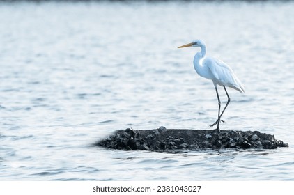 beautiful photograph of great white egret isolated standing mangrove forest swamp backwaters salt lake calm lonely negative empty space sea water ripples india Arabian Sea sanctuary island yellow bill - Powered by Shutterstock