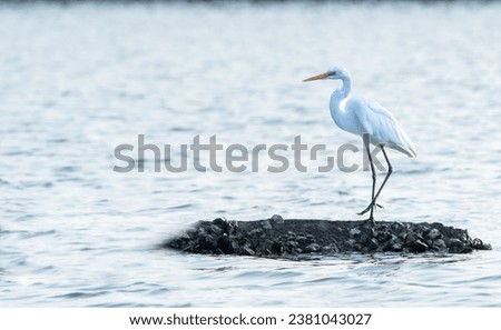 beautiful photograph of great white egret isolated standing mangrove forest swamp backwaters salt lake calm lonely negative empty space sea water ripples india Arabian Sea sanctuary island yellow bill
