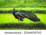 beautiful photograph of Indian green Congo peacock peafowl peahen iridescent blue plumage pigment barbules feathers tail train sanctuary wildlife park avian migratory national bird grasslands perch 