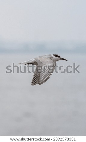 beautiful photograph of isolated arctic common tern bird avian life sanctuary flying over reservoir sea ocean dam lake empty negative space wallpaper background ornithology wings foliage bill tourism 