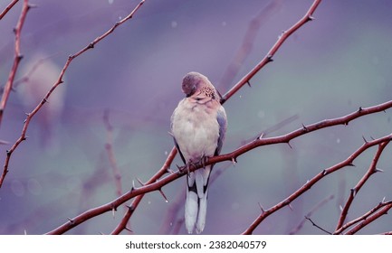 beautiful photograph of isolated laughing dove pigeon juvenile avian species perched on tree branch thorn bush cute feathery white raining bird sanctuary wildlife tropical forest india tamilnadu 