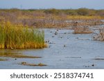 beautiful photograph of tall grasses wilderness stilts lake marshlands mangrove greenery green background pond wetlands natural scenery bird sanctuary landscape wallpaper india tamilnadu kerala nature