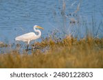 beautiful photograph turquoise blue water lake pond forest bird sanctuary wildlife islands cranes little white egret heron beak bill perch india tourism natural scenery empty space migratory avian 