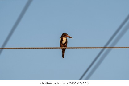 beautiful photograph white throated blue king fisher  bird perched top of electrical wire wildlife photography india Kerala sanctuary habitat portrait background blur wallpaper isolated staring - Powered by Shutterstock