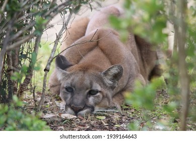 Beautiful Photography Of A Majestic Florida Panther 