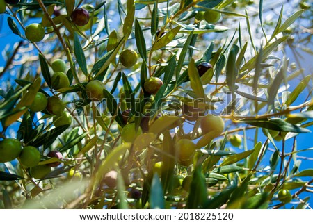 Beautiful photos of olives, olive trees and green branches in their natural habitat.