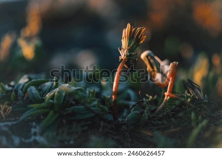 Similar – Image, Stock Photo A still closed dandelion flower.