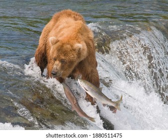 Beautiful Picture Of Bear Catching Fish