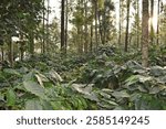 A beautiful picture of a coffee plantation in Chikkamagaluru, India.